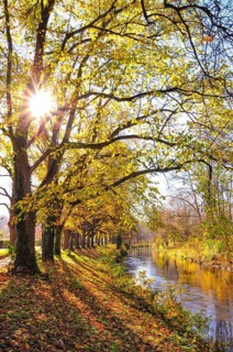 Backlight view of a linden tree alley on a canal in Augsbnurg, Bavaria, Germany