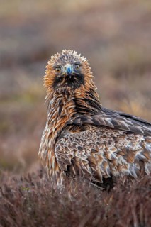 European golden eagle (Aquila chrysaetos chrysaetos) close-up portrait of adult in moorland,
