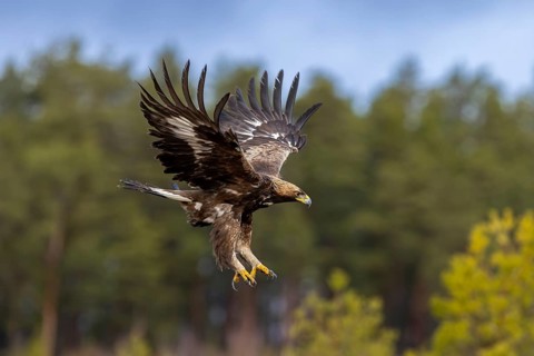 European golden eagle (Aquila chrysaetos chrysaetos) juvenile in flight, landing in moorland,