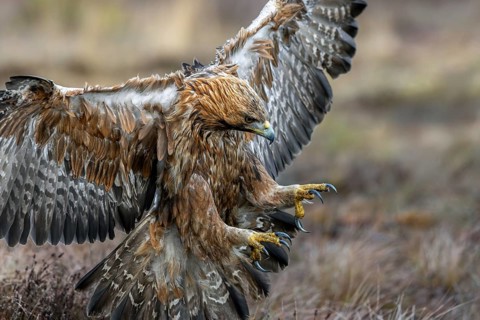 European golden eagle (Aquila chrysaetos chrysaetos) adult showing large talons in flight while