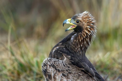 European golden eagle (Aquila chrysaetos chrysaetos) juvenile calling in moorland, heathland in