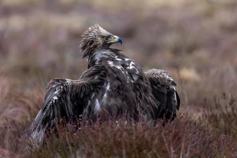 European golden eagle (Aquila chrysaetos chrysaetos) juvenile spreading wings in moorland,