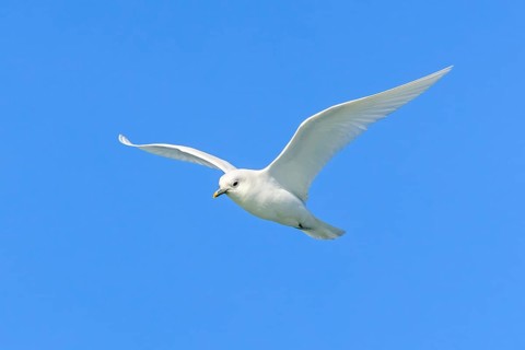 Ivory gull (Pagophila eburnea, Larus eburneus) flying against blue sky along the coast of Svalbard,