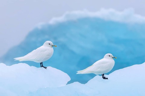 Two ivory gulls (Pagophila eburnea, Larus eburneus) resting on ice floe along the coast of