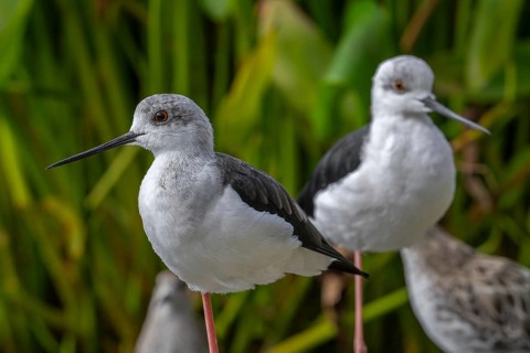 Two black-winged stilts (Himantopus himantopus) foraging in shallow water of pond at wetland