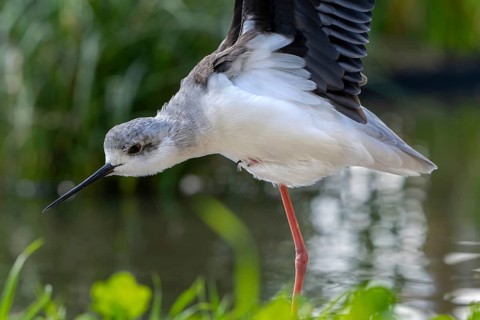 Black-winged stilt (Himantopus himantopus) stretching wings in shallow water of pond at marshland