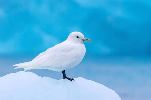 Ivory gull (Pagophila eburnea, Larus eburneus) resting on ice floe along the coast of Svalbard,