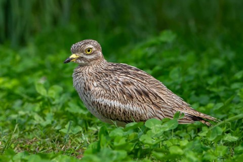Eurasian stone-curlew, Eurasian thick-knee (Burhinus oedicnemus) portrait