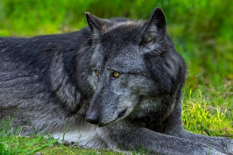 Black Northwestern wolf, Mackenzie Valley wolf, Canadian, Alaskan timber wolf (Canis lupus