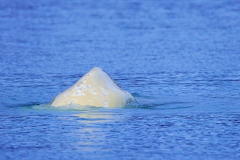 Beluga whale, white whale (Delphinapterus leucas) surfacing to breathe in the Arctic Ocean along