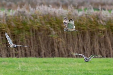 Three flying short-eared owls (Asio flammeus) hunting over meadow along reed bed at dusk in autumn,
