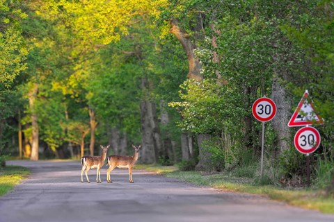 30 km h speed limit traffic sign and two European fallow deer does crossing forest road in spring
