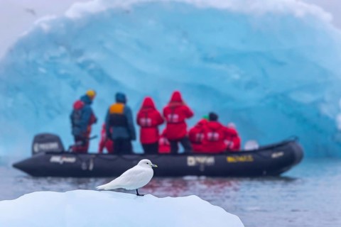 Ivory gull (Pagophila eburnea, Larus eburneus) in front of eco-tourists in Zodiac boat along the
