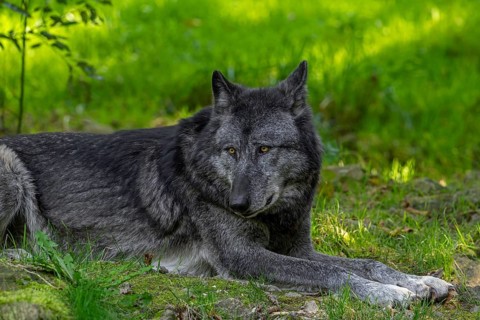 Black Northwestern wolf, Mackenzie Valley wolf, Canadian, Alaskan timber wolf (Canis lupus