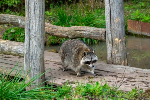 Common raccoon, North American racoon (Procyon lotor) walking over wooden footbridge, invasive