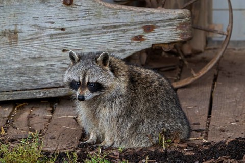 Common raccoon, North American racoon (Procyon lotor) in front of wooden shed, invasive species