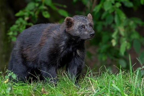 Wolverine, glutton, carcajou (Gulo gulo) hunting in forest, native to Scandinavia, Russia, Siberia,
