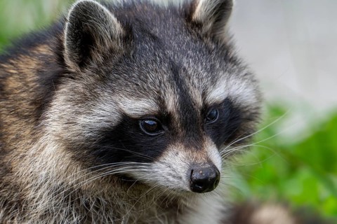 Common raccoon, North American racoon (Procyon lotor) close-up portrait, invasive species native to