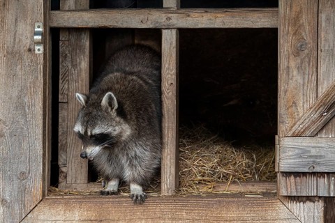 Common raccoon, North American racoon (Procyon lotor) emerging in open window of wooden shed,