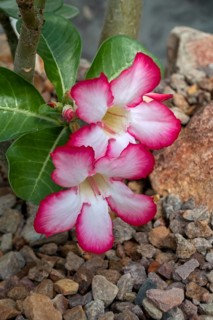 Desert rose, Sabi sStar, mock azalea, impala lily, elephants foot (Adenium obesum) in flower,