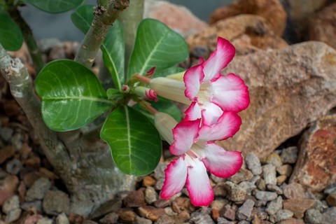 Desert rose, Sabi sStar, mock azalea, impala lily, elephants foot (Adenium obesum) in flower,