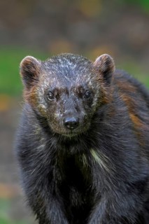 Wolverine, glutton, carcajou (Gulo gulo) close-up portrait in forest, native to Scandinavia,