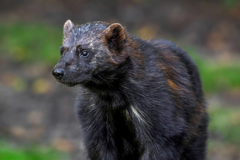 Wolverine, glutton, carcajou (Gulo gulo) close-up portrait in forest, native to Scandinavia,