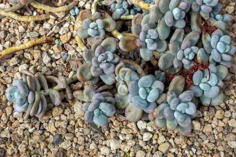 Sugaralmond plant, moonstone (Pachyphytum oviferum), succulent with egg-shaped leaves native to