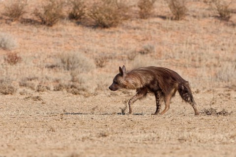 Brown hyena (Parahyaena brunnea), adult walking in dry grassland, Kgalagadi Transfrontier Park,