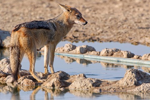 Black-backed jackal (Lupulella mesomelas), adult, drinking at waterhole, alert, Kgalagadi