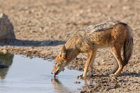 Black-backed jackal (Lupulella mesomelas), adult, drinking at waterhole, tongue out, Kgalagadi