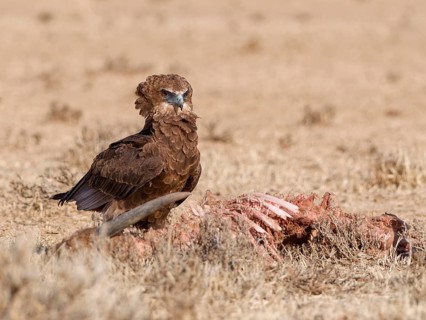 Bateleur eagle (Terathopius ecaudatus), juvenile, standing in dry grassland, near the carcass of a
