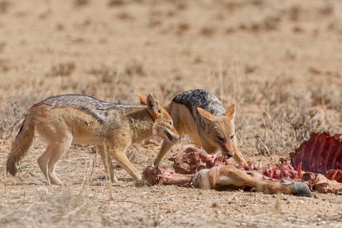 Black-backed jackals (Lupulella mesomelas), adults, feeding on carcass of a common eland