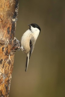 Swamp tit (Pöcile palustris) or nun tit feeding in the forest during winter, Allgäu, Bavaria,