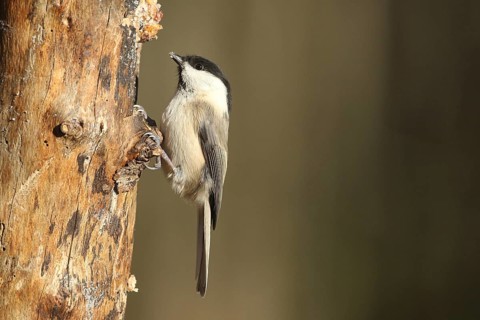 Swamp tit (Pöcile palustris) or nun tit feeding in the forest during winter, Allgäu, Bavaria,