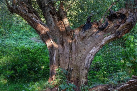Old willow tree (Salix) split by lightning, Darß, Mecklenburg-Western Pomerania, Germany