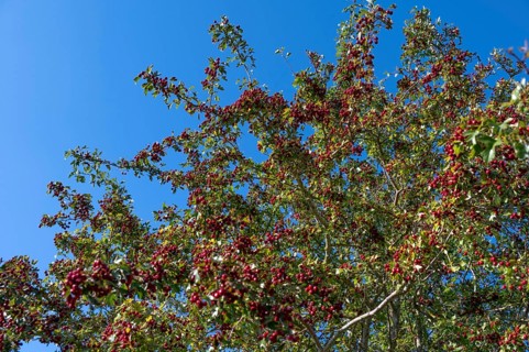 Hawthorn (Crataegus) with red fruits, Bavaria, Germany