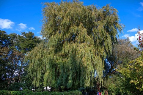 Weeping willow (Salix babylonica), Ahrenshoop, Darß, Mecklenburg-Western Pomerania, Germany