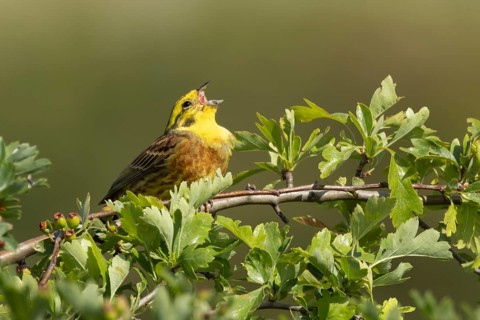 Yellowhammer (Emberiza citrinella) adult male bird singing in a hedgerow in summer, England, United
