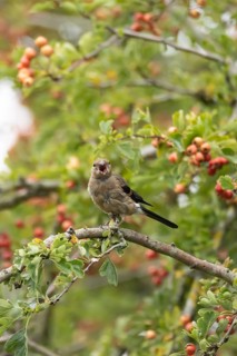 Eurasian bullfinch (Pyrrhula pyrrhula) juvenile bird in a hawthorn hedgerow with red berries in