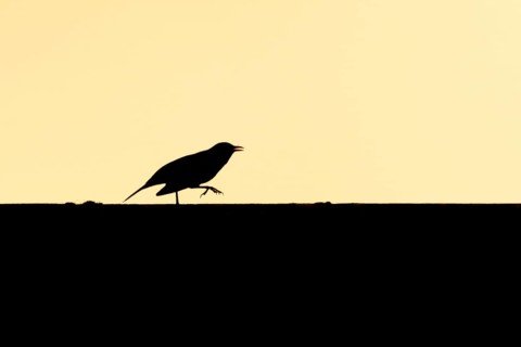 Eurasian blackbird (Turdus merula) silhouette of an adult bird running along an urban house roof at