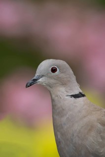 Collared dove (Streptopelia decaocto) adult bird head portrait, England, United Kingdom