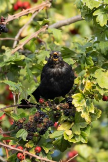 Eurasian blackbird (Turdus merula) adult male bird feeding on a blackberry in a hedgerow in the