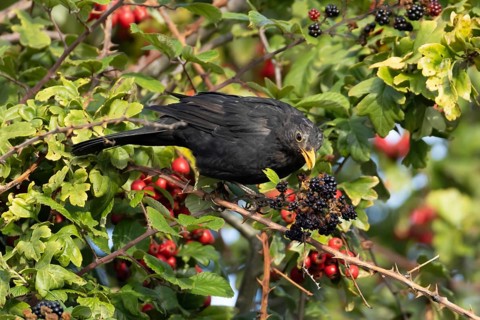 Eurasian blackbird (Turdus merula) adult male bird in a hedgerow with blackberries in the summer,