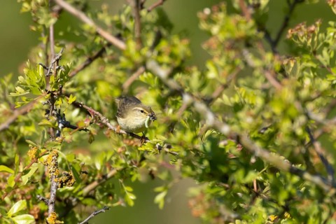 Garden warbler (Sylvia borin) adult bird in a hedgerow with insects for food in its beak in summer,