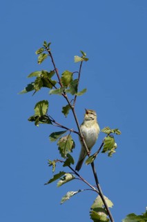 Garden warbler (Sylvia borin) adult male bird singing in a tree in spring, England, United Kingdom