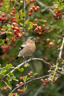 Eurasian chaffinch (Fringilla coelebs) adult male bird in a hawthorn hedgerow with red berries in