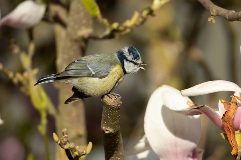 Blue tit (Cyanistes caeruleus) adult bird on a garden Magnolia tree branch in spring, England,