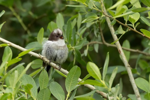 Long tailed tit (Aegithalos caudatus) juvenile baby bird calling in a hedgerow, England, United