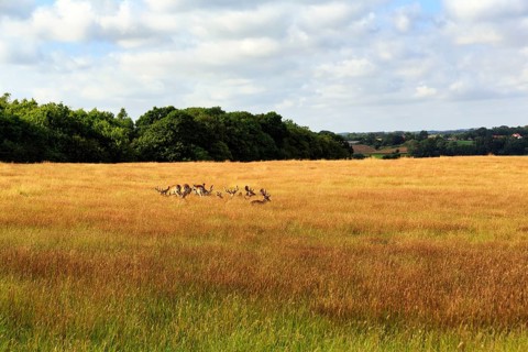 Fallow deer in a flock, field, dry grass, forest, Haderslev, Haderslev, Syddanmark, Denmark
